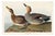 Gadwall Duck, Vintage Art Print Reproduction From Birds of America by John James Audubon, 48″ × 32″ For Sale