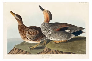 Gadwall Duck, Vintage Art Print Reproduction From Birds of America by John James Audubon, 48″ × 32″