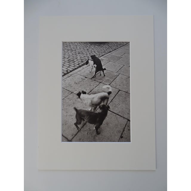 Henri Cartier-Bresson Dogs Photolithograph, printed 1979 including the passe-partout 40x30cm picture 26 x 17 cm Bears a...
