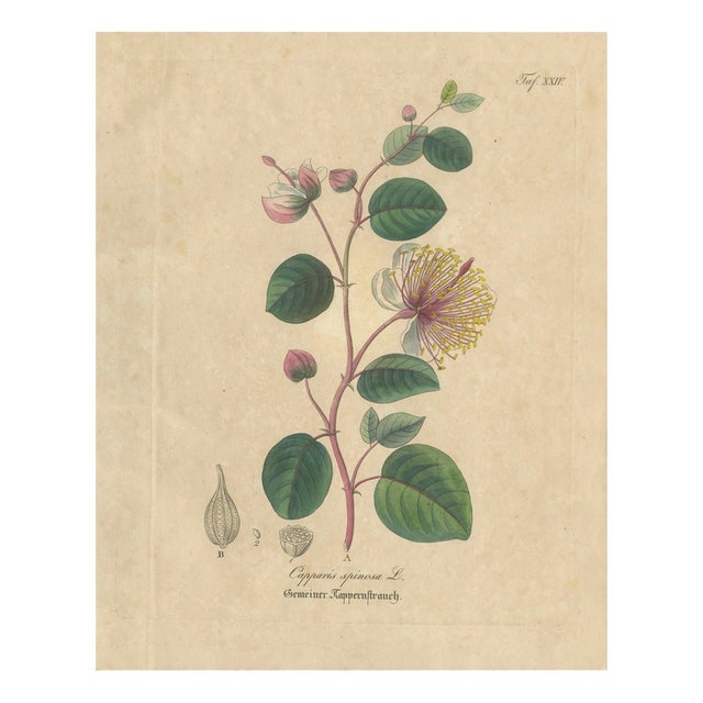 Antique Caper Botanical Print Capparis Spinosa, 1831 For Sale