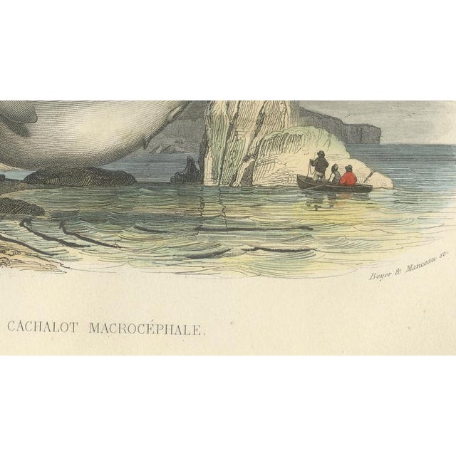 After Édouard Traviès, The Sperm Whale, 1840, Hand-Colored Engraving For Sale - Image 6 of 9