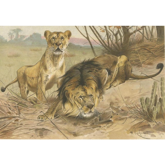 After Wilhelm Kuhnert, Lion and Lioness, 1894, Paper For Sale - Image 4 of 9