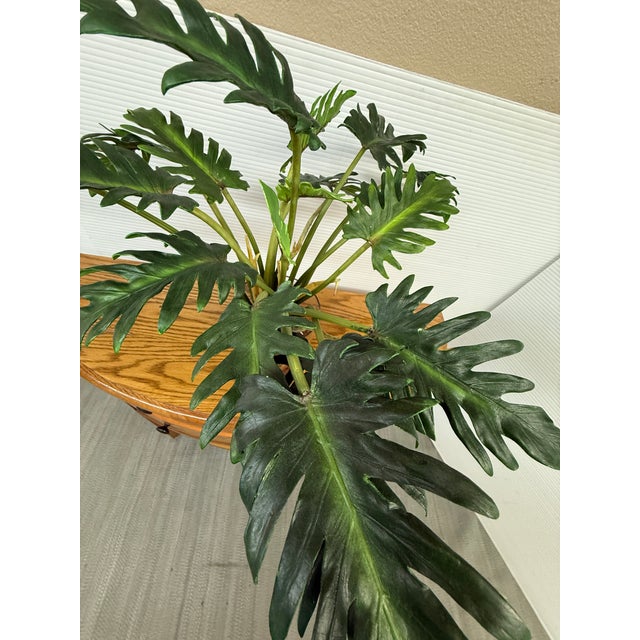 Artificial Philodendron Xanadu Plant + Clear Glass Vase For Sale - Image 10 of 12