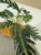 Artificial Philodendron Xanadu Plant + Clear Glass Vase For Sale - Image 10 of 12