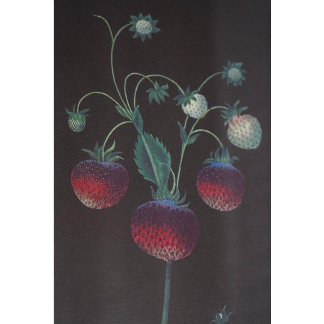 1960s Pair of Berry Prints by George Brookshaw For Sale - Image 9 of 13