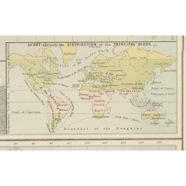 Antique Zoological and Botanical Chart of the World Decorative Map, 1884 For Sale - Image 6 of 11