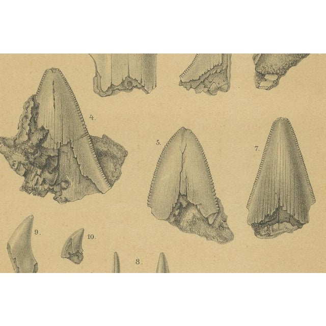 Late 19th Century After Karl Martin, Caribbean Coral & Fossils, Lithographs, 1888, Set of 2 For Sale - Image 5 of 9