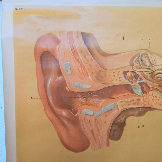 Vintage Training Poster of the Ear, 1930-1940, in Very Good conditions. Designed 1920 to 1949 This piece has an...