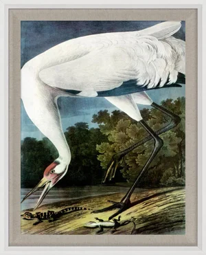 Audubon 11, Framed Artwork