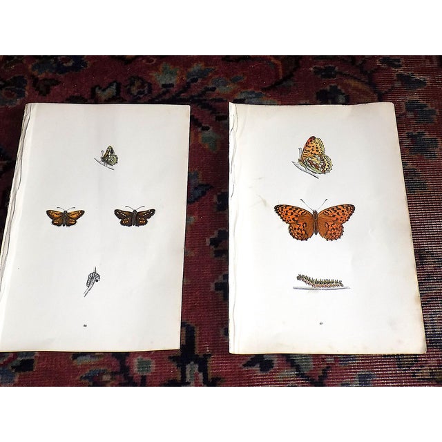 This set of twelve (12) authentic antique mid 19th century lithographs depict butterflies. Period hand color. Printed on...