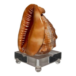 Coastal Red Helmet Tabletop Shell With Lucite Stand For Sale
