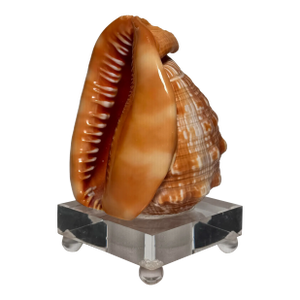 Vintage Coastal Red Helmet Shell With Lucite Stand, Peach, Apricot & Cream
