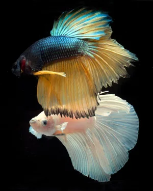 Beta Fish 32 Color Photograph Artwork