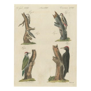 Bertuch, Black and Green Woodpeckers with Nuthatch, 1805, Print For Sale