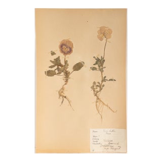 Vintage Swedish Herbarium - Viola, Circa 1931 For Sale