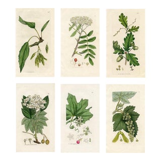 Antique Tree Prints by Sowerby, Set of 6, Early 1800s, Original Hand Colored Engravings, England, First Edition For Sale