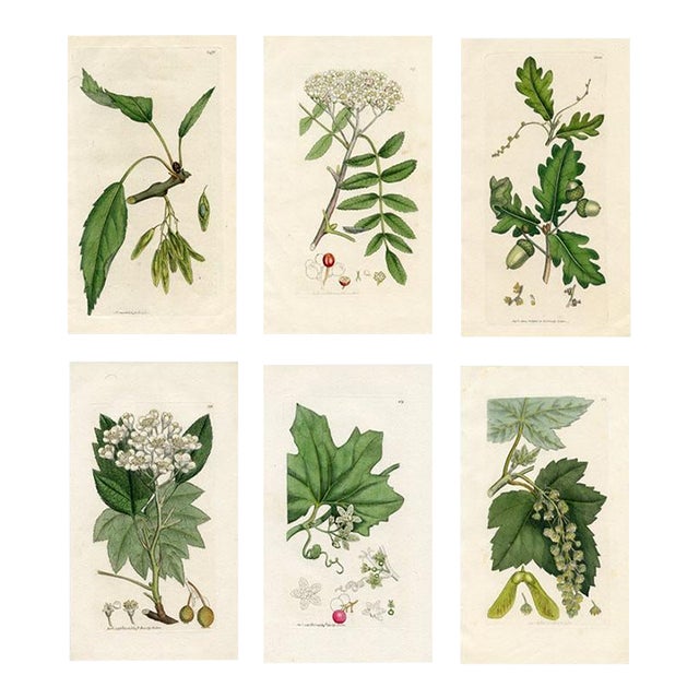 Antique Tree Prints by Sowerby, Set of 6, Early 1800s, Original Hand Colored Engravings, England, First Edition For Sale