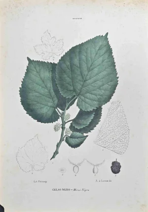 Vincenzo Tenore, Black Mulberry, Lithograph, 1870s