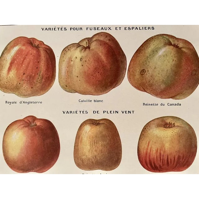 Maurice Dessertenne, Apples, 1920, Lithographic Engraving For Sale - Image 3 of 5