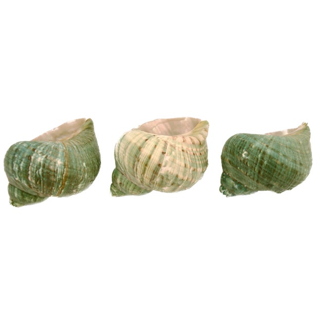 Contemporary Green Blue Turbo Shells – Set of 3 For Sale - Image 3 of 6
