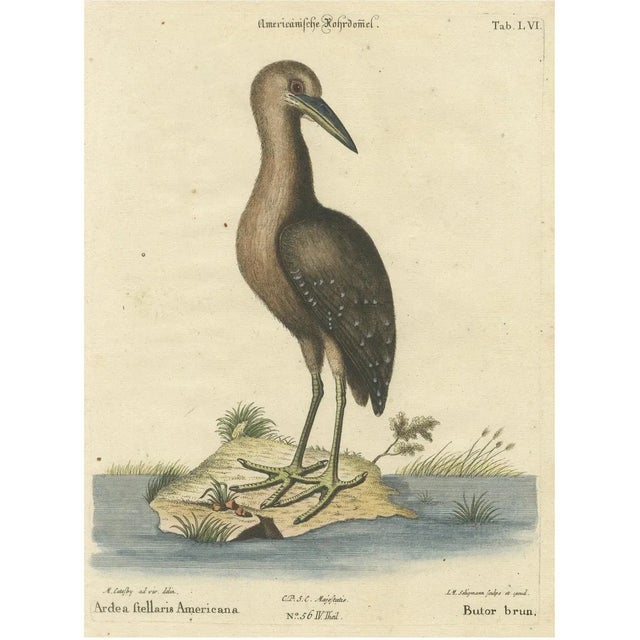 Seligmann, American Bittern, 18th Century, Hand-Colored Engraving For Sale
