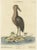 Seligmann, American Bittern, 18th Century, Hand-Colored Engraving For Sale