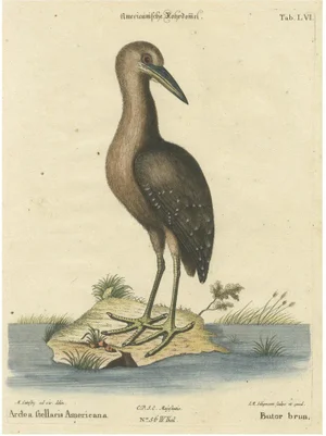 Seligmann, American Bittern, 18th Century, Hand-Colored Engraving