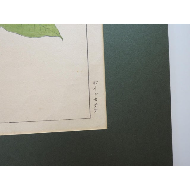 1917 red and white poinsettia Japanese wood block print on paper by Tanigami Konan (Japan, 1879-1928) from "A Pictorial...