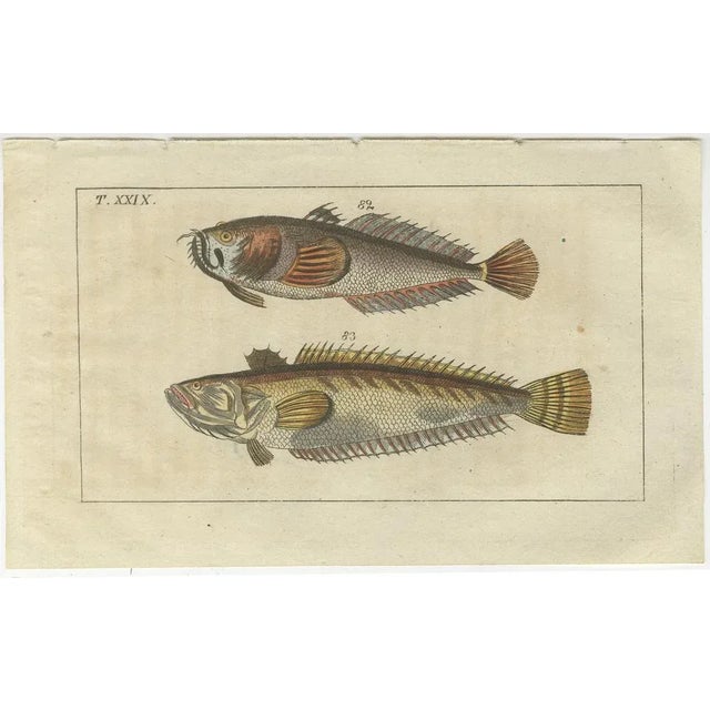 Remora and Dragonet and Star Gazer, 1832, Paper, Set of 4 For Sale - Image 3 of 6
