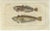 Remora and Dragonet and Star Gazer, 1832, Paper, Set of 4 For Sale - Image 3 of 6