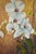 Patrice Guiraud, Orchid, 2025, Oil on Canvas For Sale - Image 6 of 7