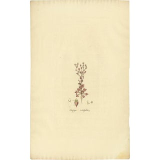 Curtis, Botany Illustration of Saxifraga Tridactylites, 1817, Print For Sale