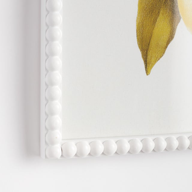 This set of three lemon cuttings offers an illustrator, s interpretation of this familiar citrus fruit. It highlights the...