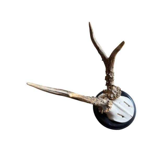 Cabin Roe Deer Trophy 206 Black Forest Antlers For Sale - Image 3 of 5