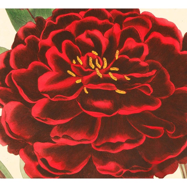 Realism Framed 1834 Paxton Paeonia Edulis Reevesiana (Reeve's Peony) Flower Engraving For Sale - Image 3 of 4