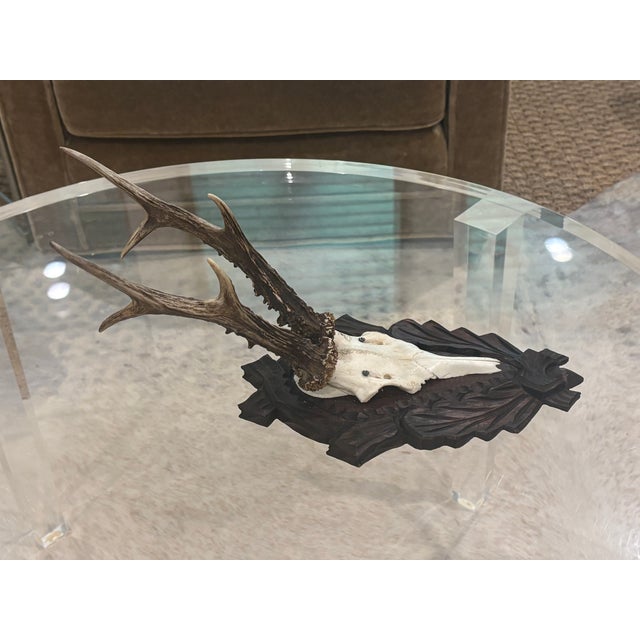 Antique Black Forest Roe Deer Trophy Antler Mount - (#2 of 3 Individual Mounts Listed) For Sale - Image 4 of 12