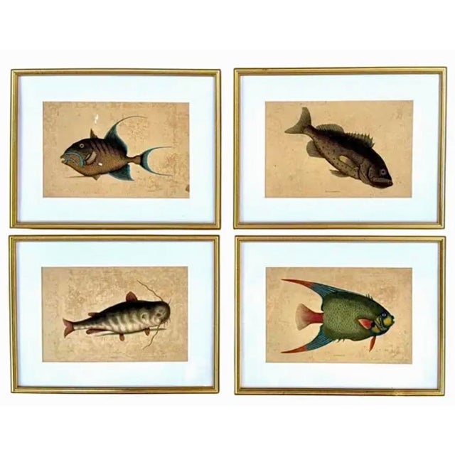 18th Century Framed Engravings by Mark Catesby, Set of Four Fish For Sale - Image 11 of 11