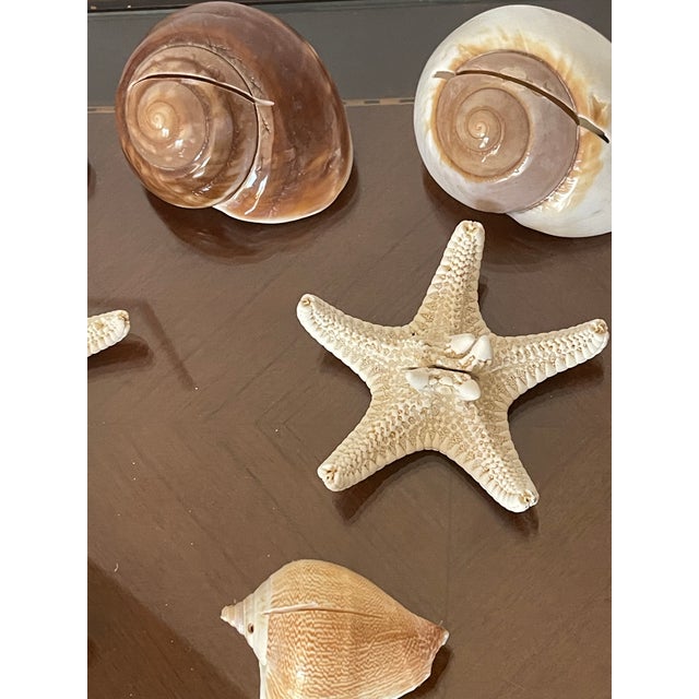 9 PCS Vintage Coastal Sea Shell Place Cards Holders for Weddings, Parties For Sale - Image 4 of 6