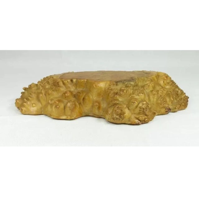 Japanese burl stand with tamamoku or whirlpool grain. Used in homes and tea houses for displaying ikebana floral...