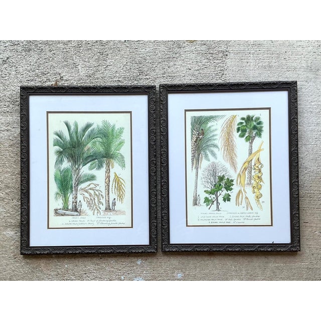 Illustration Vintage Framed Botanical Palm Illustrations - Set of 2 For Sale - Image 3 of 15