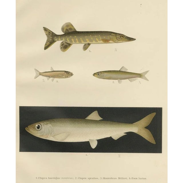 Paper Herring, Sprat, Müller's Pearlside and Pike, 1895, Lithograph on Paper For Sale - Image 7 of 10