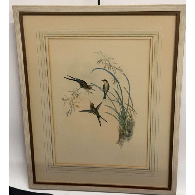 Antique Original J Gould H C Richter Hummingbird "Chlorostilbon Auriceps" Framed Lithograph For Sale In Denver - Image 6 of 14