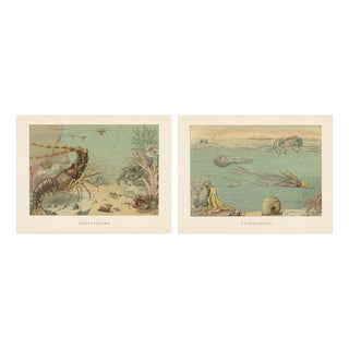 Lydekker, Crustaceans & Cephalopoda, 1896, Color Process Prints, Set of 2 For Sale