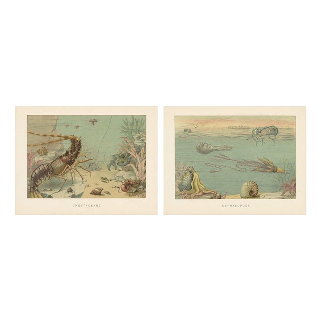 Lydekker, Crustaceans & Cephalopoda, 1896, Color Process Prints, Set of 2 For Sale
