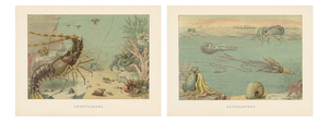 Lydekker, Crustaceans & Cephalopoda, 1896, Color Process Prints, Set of 2