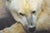Carl Brenders "Top of the World - Polar Bear" Signed Limited Edition Lithograph, 1995 For Sale - Image 4 of 11