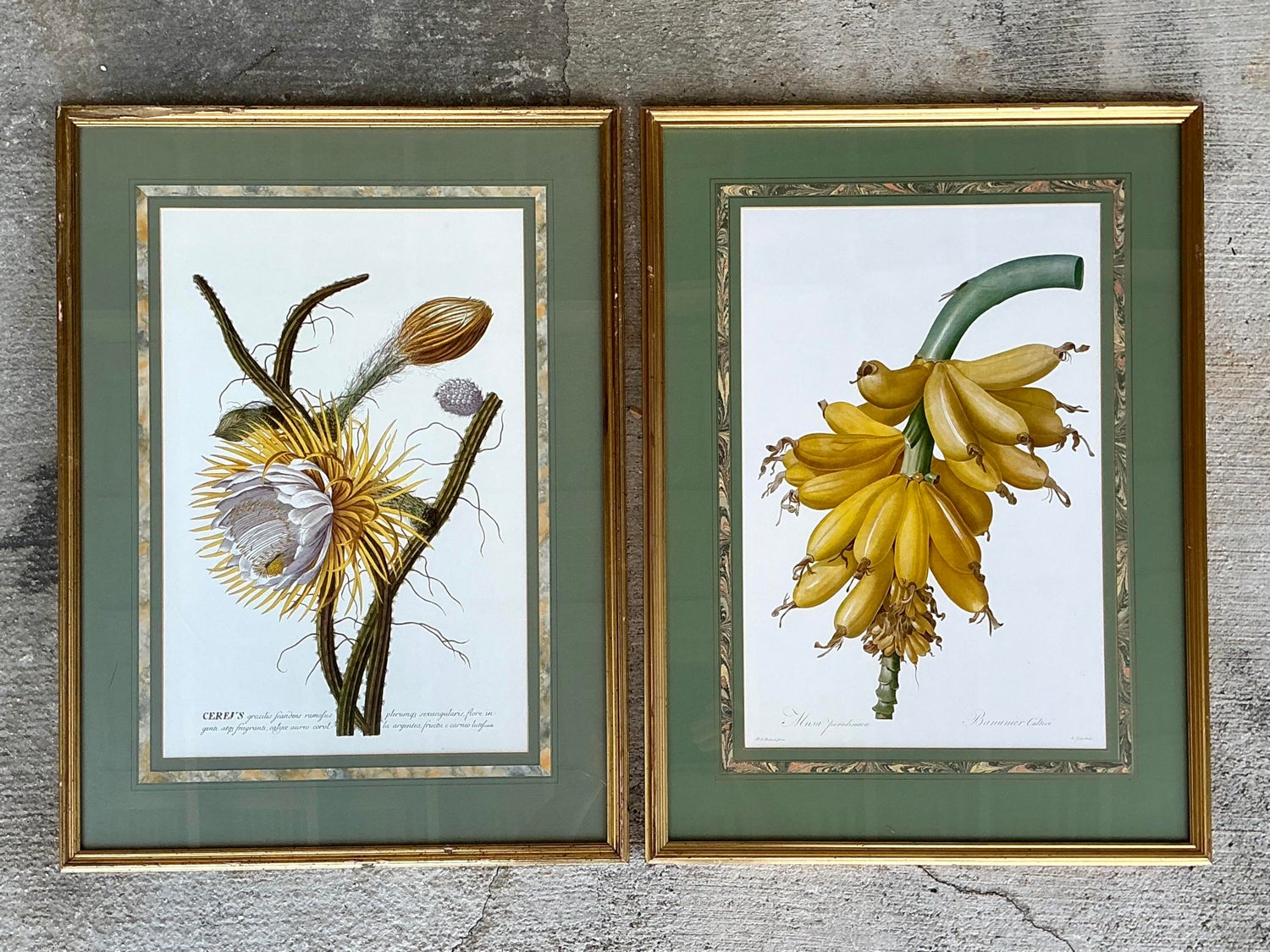 Vintage Ehret Botanical Prints - Set of 2 - Detail view