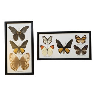 Framed Butterfly Pictures, 1920s, Set of 2 For Sale