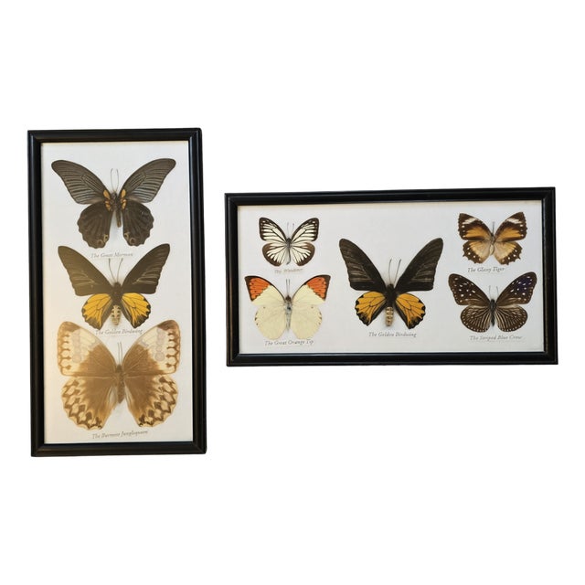 Framed Butterfly Pictures, 1920s, Set of 2 For Sale