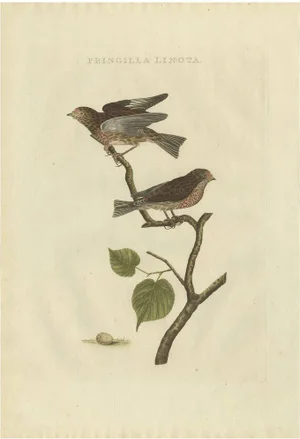 Sepp & Nozeman, Bird Illustration of the Common Linnet, 1809, Print